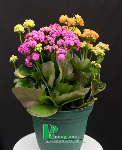 Cây Sống đời 75