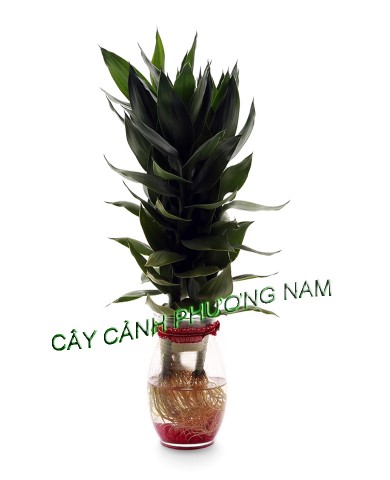 Cây Phát Tài Búp Sen