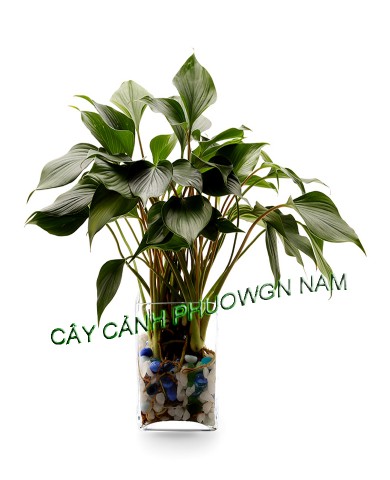 Cây Thanh Tâm