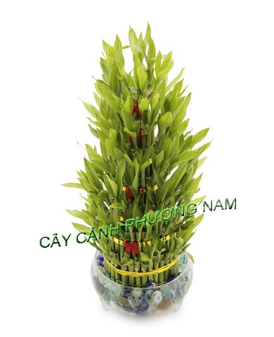 Cây Phát Tài Đài Loan