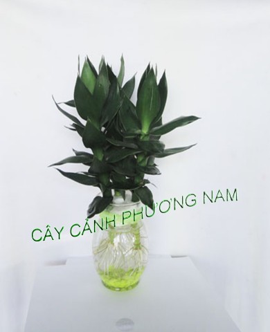 Cây Phát Tài Búp Sen