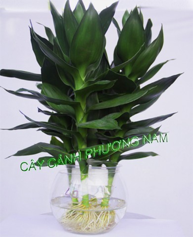 Cây Phát Tài Búp Sen