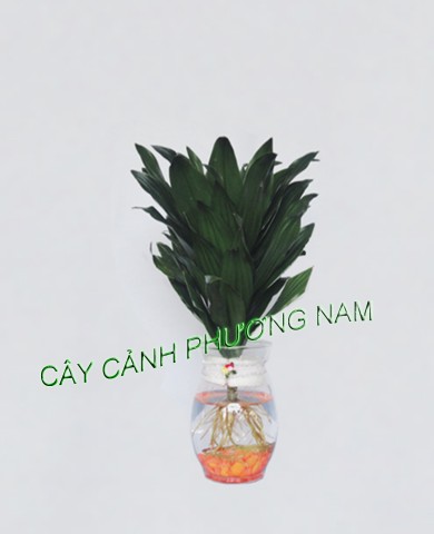 Cây Phát Tài Úc